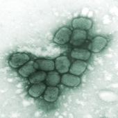 Smallpox Viruses
